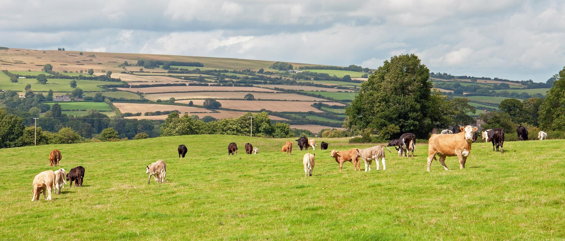 Agflation: the costly evolution of British farming