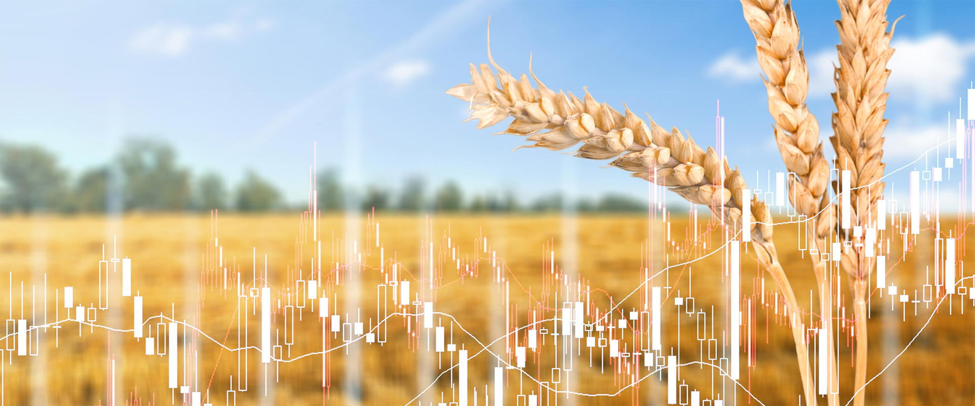 Budgeting and cashflow forecasting puts farm businesses on the front foot