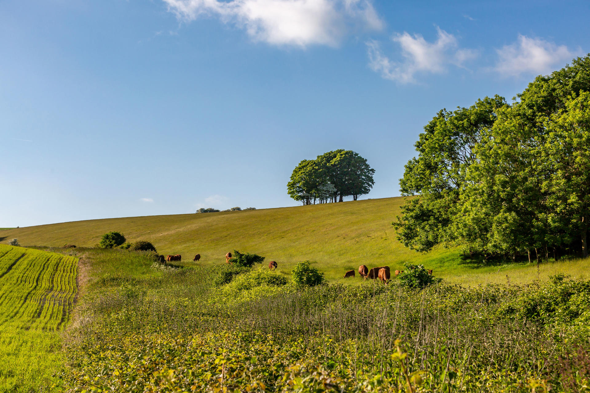 Quarterly Agricultural Update | April -June 2025